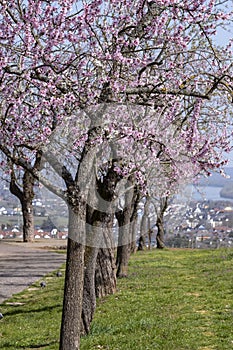 Almond blossom in the Rheingau/Germany