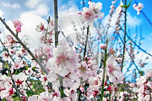 Almond blossom season