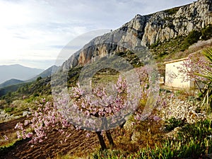 Almond Blossom, Serra bernia, Altea, Spain