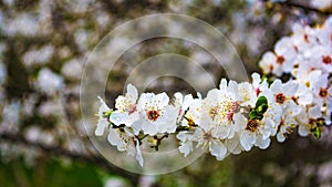 Almond blossom spring background.