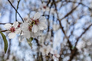 Almond Blossom in spring time