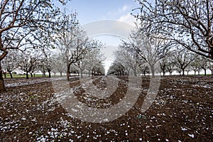 Almond Blossom in spring time