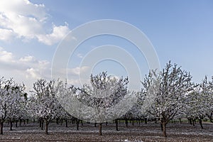 Almond Blossom in spring time