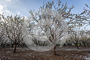 Almond Blossom in spring time