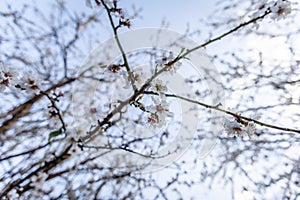 Almond Blossom in spring time