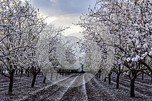 Almond Blossom in spring time