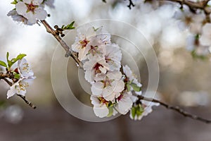 Almond Blossom in spring time