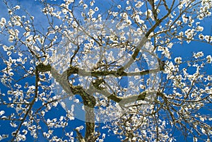 Mandle kvet jar 