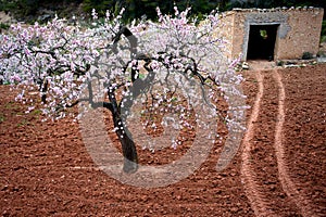 Almond blossom and stone shed in Spring, Catalonia, Spain photo