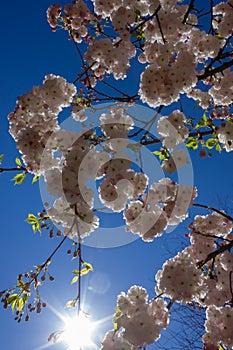 almond blossom tree with sunbeams