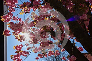 almond blossom tree with sunbeams