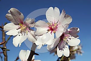 Almond Blossom, vernal flowering of the almond tree blossoms