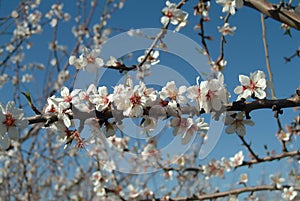 Almond blossoms