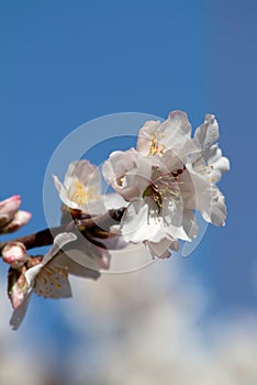 Almond blossoms