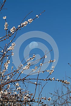Almond blossoms