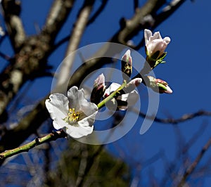 Almond blossoms