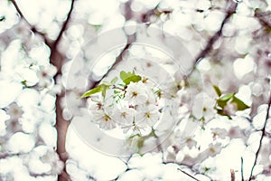 Almond blossoms, blossom on a tree, spring
