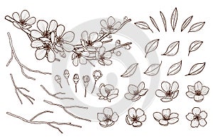 Almond blossoms hand drawn set. Spring flowers leaves ,buds and branches collected. Sakura,cherry, apple tree,plum