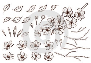 Almond blossoms hand drawn set. Spring flowers leaves ,buds and branches collected. Sakura,cherry, apple tree,plum photo