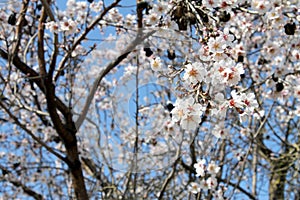 Almond blossoms photo