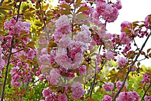 Almond blossoms