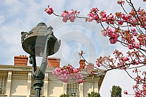 Almond blossoms