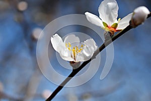 Almond blossoms with stamens in evidence