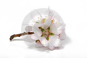 Almond blossoms on white