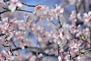 Almond blossoms in winter
