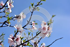 Almond blossoms in winter