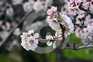 Almond blossoms in winter photo