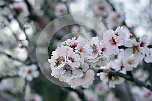 Almond blossoms in winter photo