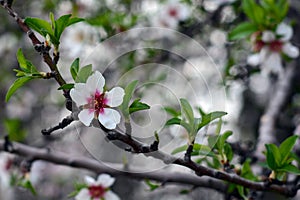 Almond blossoms in winter photo