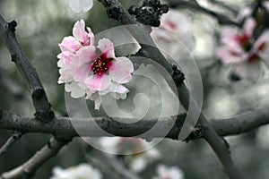 Almond blossoms in winter photo