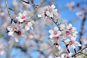 Almond blossoms in winter photo