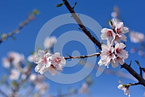 Almond blossoms in winter photo