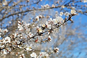 Almond branch with blossom