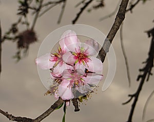 Almond branch with flowers