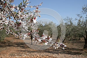 Almond branch with flowers. Many of the disclosed gentle spring.