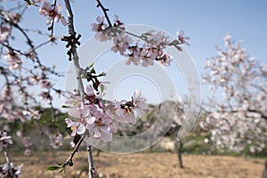 Almond branch with flowers. Many of the disclosed gentle spring.