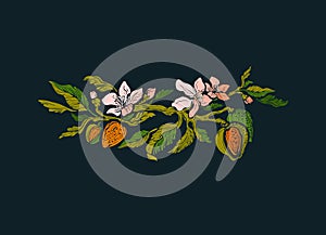Almond branch. Vector nut, flower, green leaf