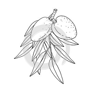 Almond. Branches with leaves and fruit.  Nuts and kernels. Hand drawn vector