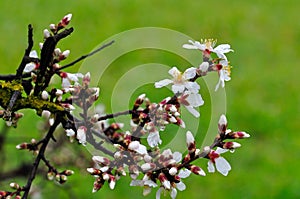 Almond buds and flowers after the rain