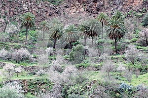 Almond and canary palm trees