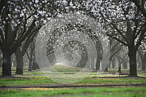 almond farm flower