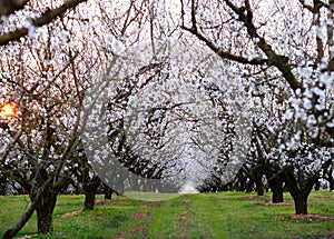 Almond field at sunset