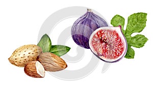 Almond fig set composition watercolor isolated on white background