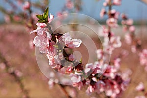 Almond flower