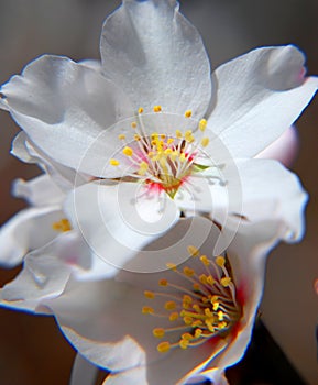 Almond flower close up