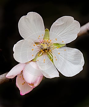 Almond flower springtime